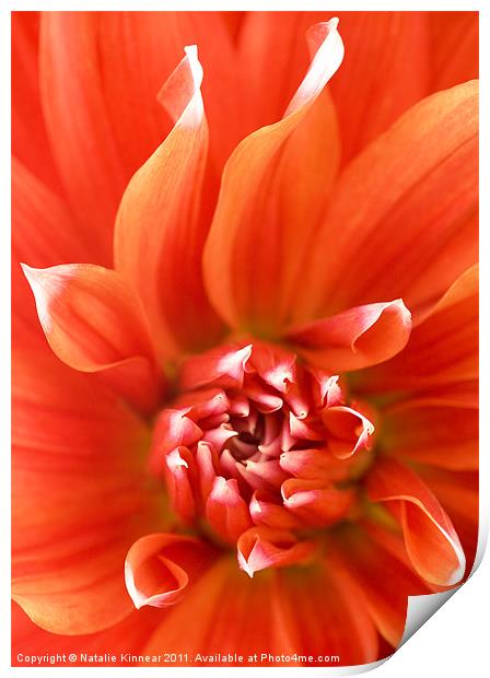 Orange Dahlia Flower Canvas Print by Natalie Kinnear