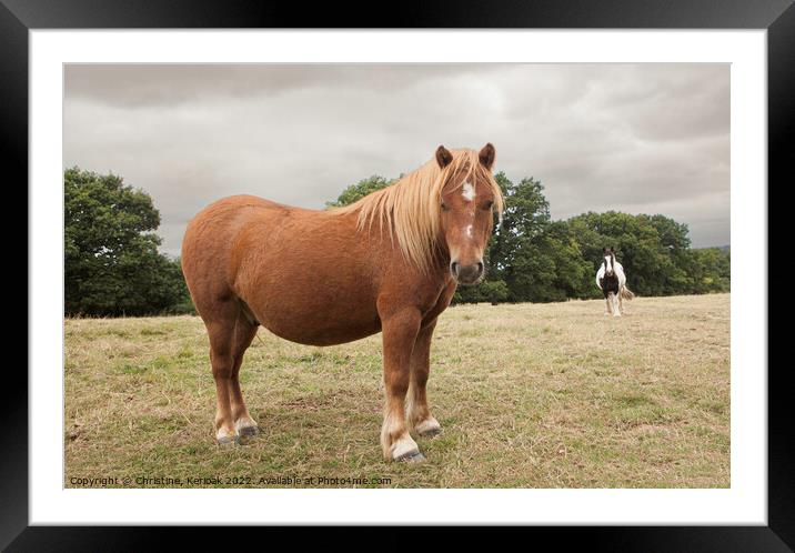 Chestnut pony Framed Mounted Print by Christine Kerioak
