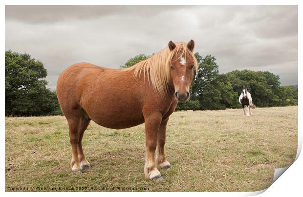 Chestnut pony Print by Christine Kerioak