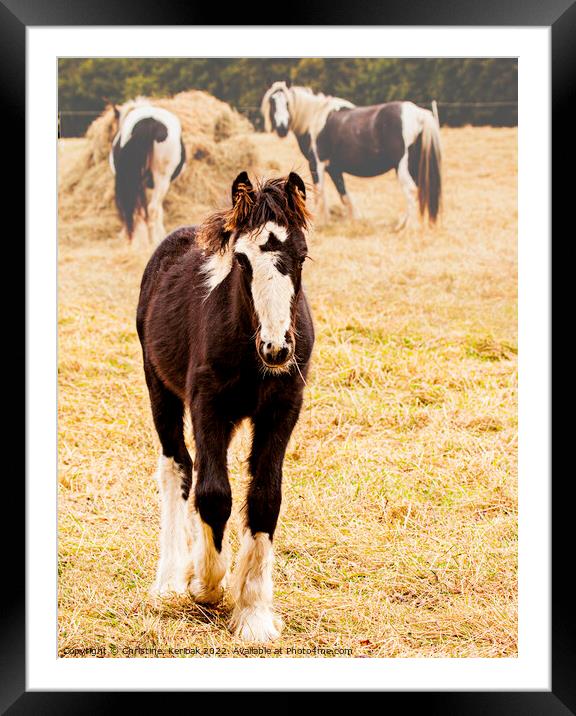 Black and White Foal Framed Mounted Print by Christine Kerioak