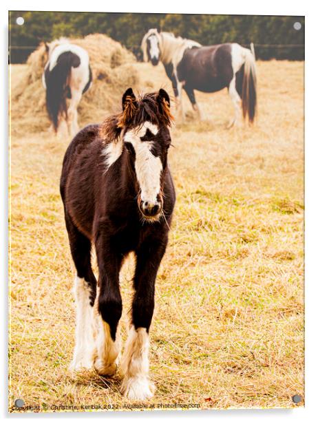 Black and White Foal Acrylic by Christine Kerioak