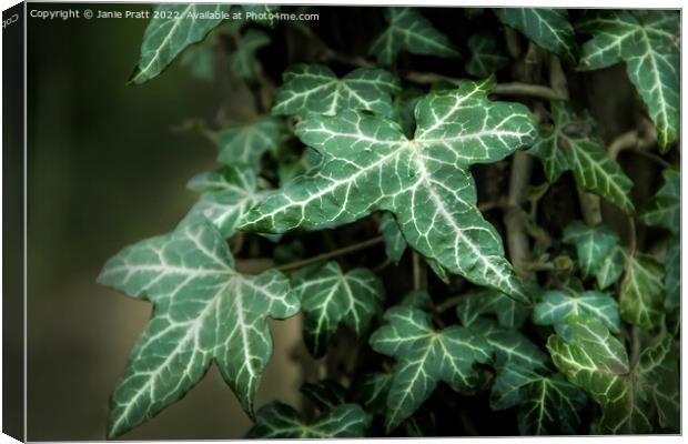 Ivy Canvas Print by Janie Pratt