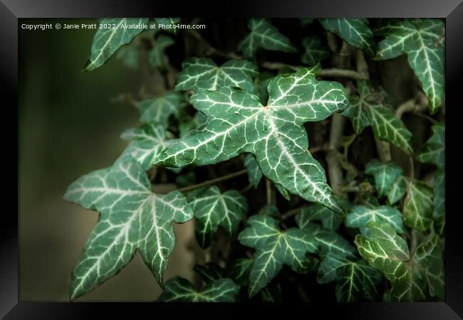 Ivy Framed Print by Janie Pratt