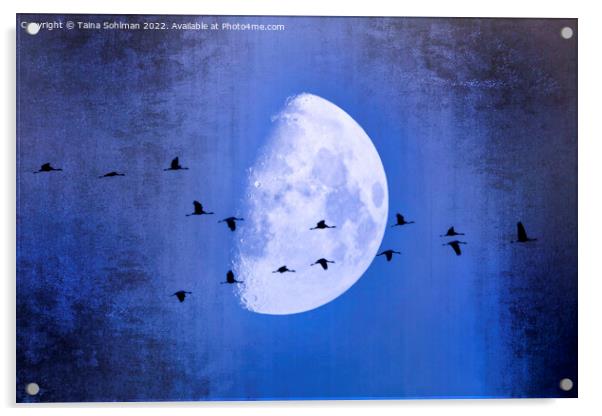 The Moon Sees Cranes Leave 2 Acrylic by Taina Sohlman