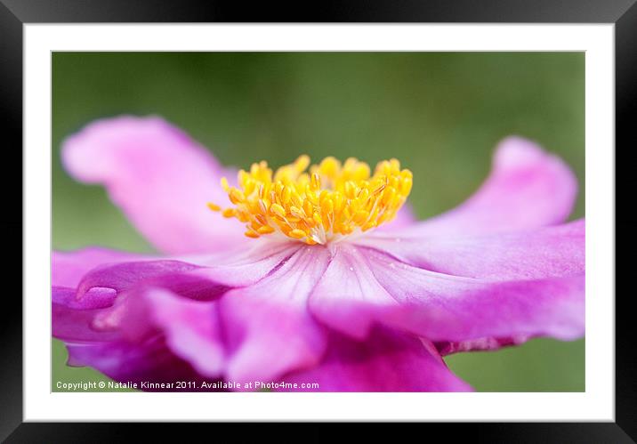 Anemone Flower Close Up Framed Mounted Print by Natalie Kinnear