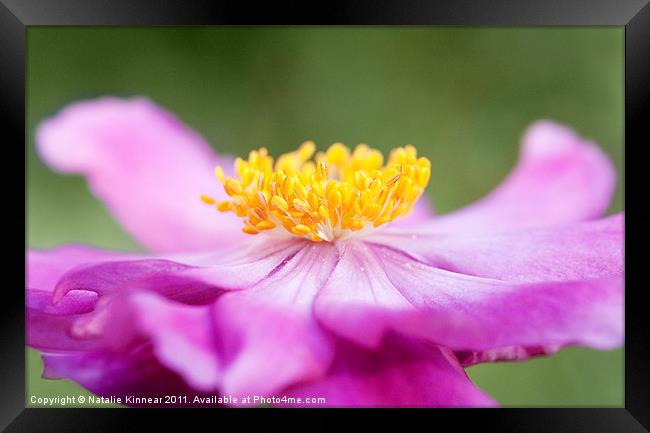Anemone Flower Close Up Framed Print by Natalie Kinnear