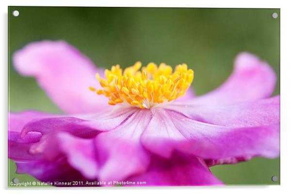 Anemone Flower Close Up Acrylic by Natalie Kinnear