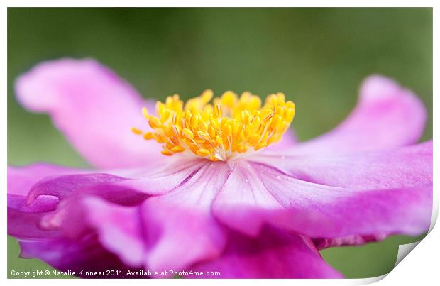 Anemone Flower Close Up Print by Natalie Kinnear
