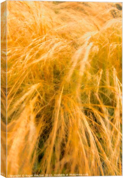 Whispering Grasses in the Wind Canvas Print by Roger Mechan