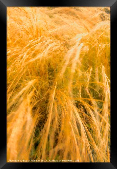 Whispering Grasses in the Wind Framed Print by Roger Mechan