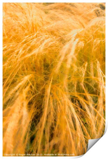 Whispering Grasses in the Wind Print by Roger Mechan