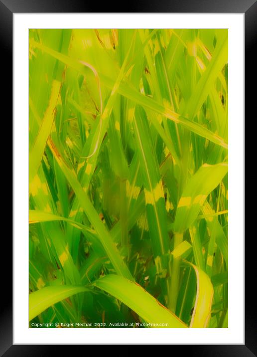 The Enchanting Greenery Framed Mounted Print by Roger Mechan