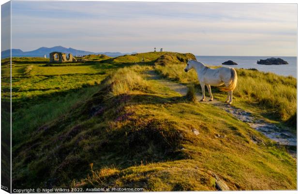 Wild Pony, Anglesey Canvas Print by Nigel Wilkins