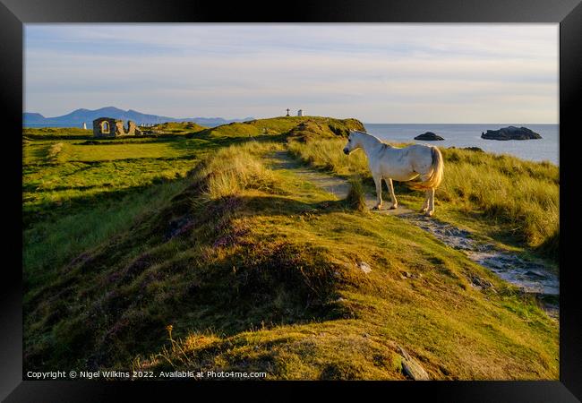 Wild Pony, Anglesey Framed Print by Nigel Wilkins