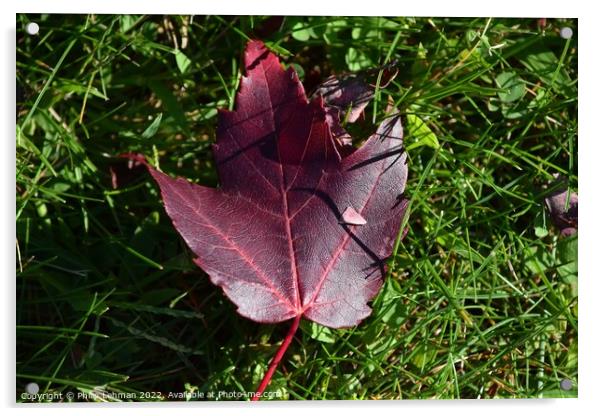 Fallen Maple Leaf (1A) Acrylic by Philip Lehman