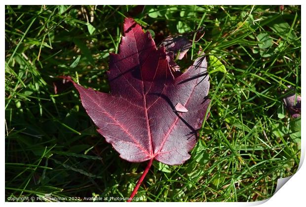 Fallen Maple Leaf (1A) Print by Philip Lehman