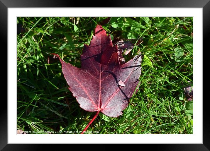 Fallen Maple Leaf (7A) Framed Mounted Print by Philip Lehman
