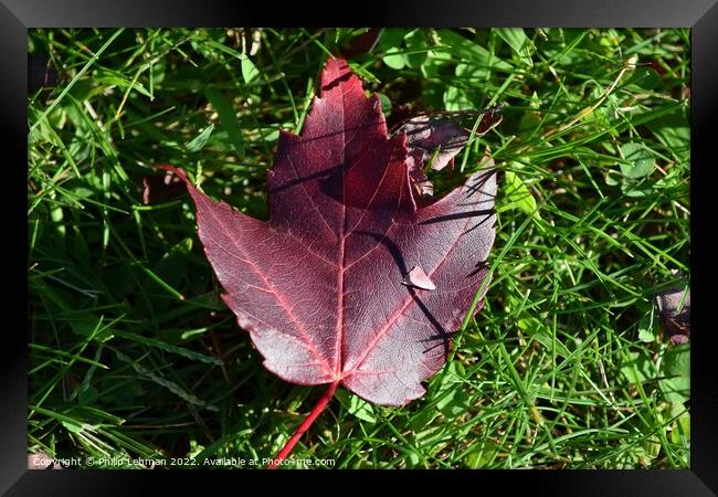 Fallen Maple Leaf (7A) Framed Print by Philip Lehman