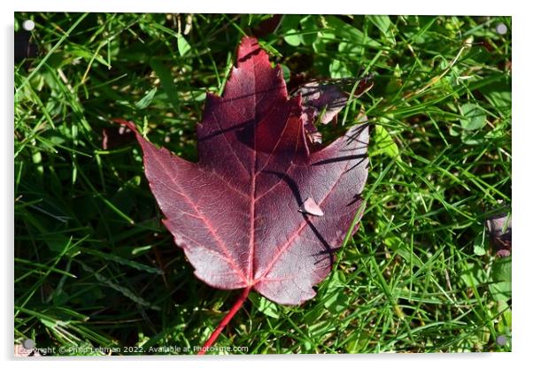 Fallen Maple Leaf (7A) Acrylic by Philip Lehman