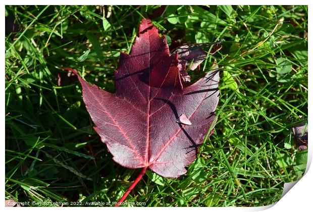 Fallen Maple Leaf (7A) Print by Philip Lehman