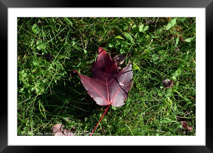 Fallen Maple Leaf (2A) Framed Mounted Print by Philip Lehman