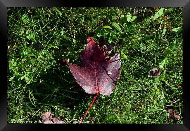 Fallen Maple Leaf (2A) Framed Print by Philip Lehman