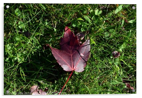 Fallen Maple Leaf (2A) Acrylic by Philip Lehman