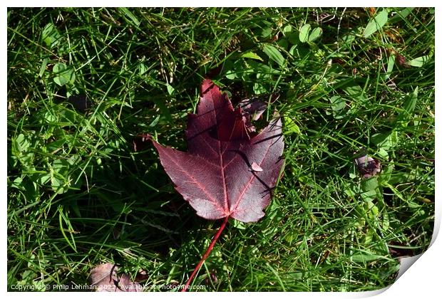 Fallen Maple Leaf (2A) Print by Philip Lehman