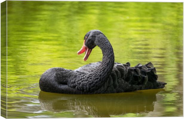 Black Swan In The Lake Canvas Print by Artur Bogacki