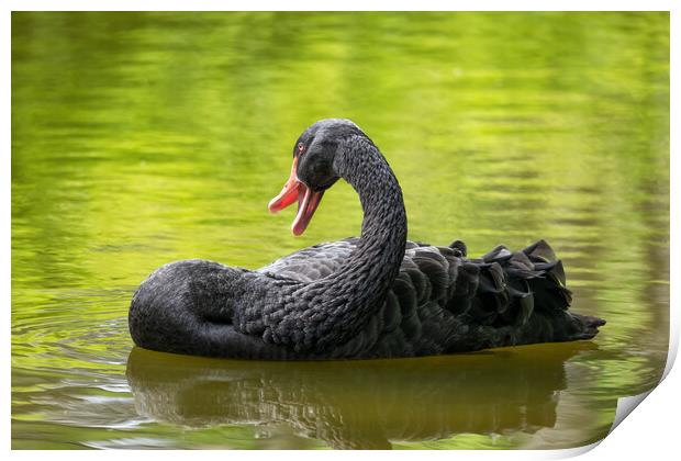 Black Swan In The Lake Print by Artur Bogacki