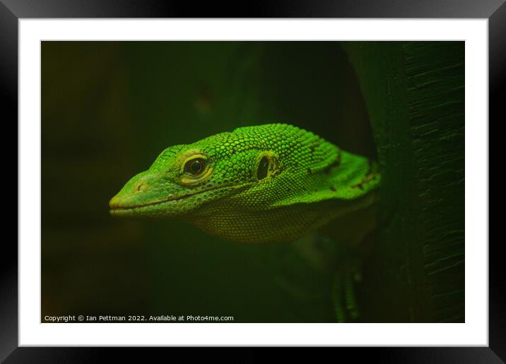 The Monitor Lizard Framed Mounted Print by Ian Pettman