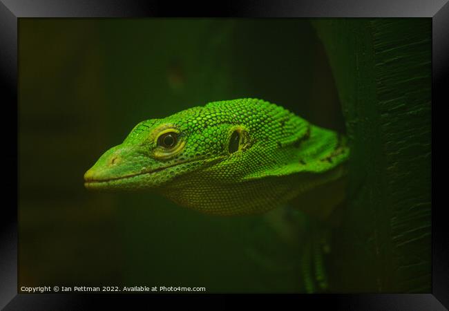 The Monitor Lizard Framed Print by Ian Pettman