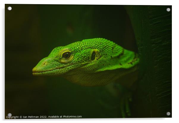 The Monitor Lizard Acrylic by Ian Pettman