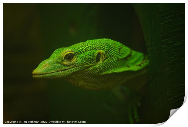 The Monitor Lizard Print by Ian Pettman