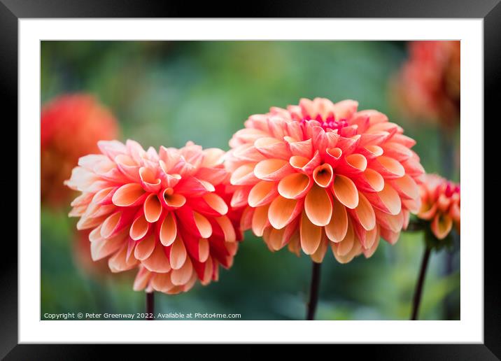 Seasonal Orange Pom Pom Dahlias In Full Bloom At A Framed Mounted Print by Peter Greenway