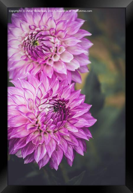 Seasonal Purple/Pink Pom-Pom Dahlias In Full Bloom Framed Print by Peter Greenway