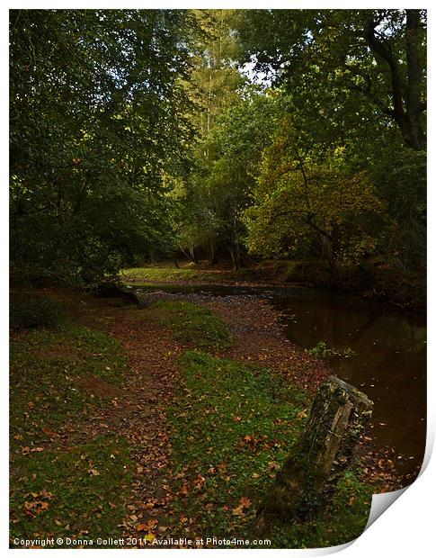 Autumnal New Forest Stream Print by Donna Collett