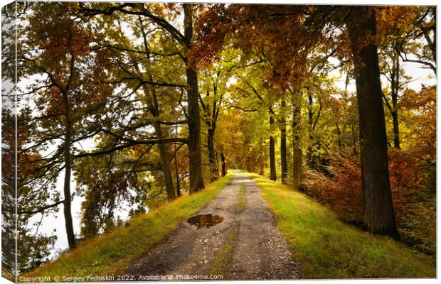 Path road in autumn forest, Czech Republic Canvas Print by Sergey Fedoskin