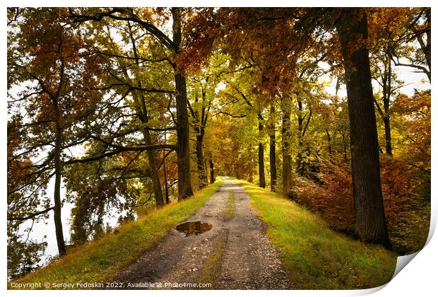 Path road in autumn forest, Czech Republic Print by Sergey Fedoskin