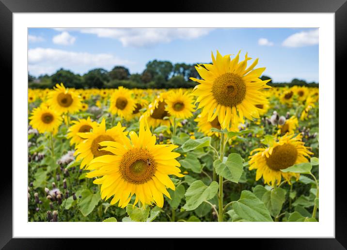 Sunflowers up close Framed Mounted Print by Jason Wells