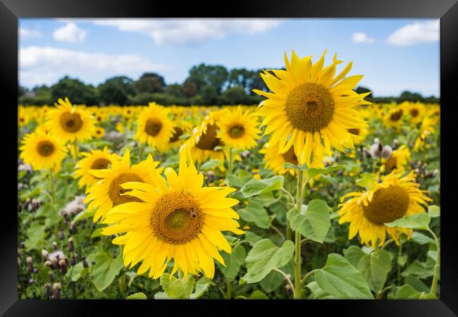 Sunflowers up close Framed Print by Jason Wells