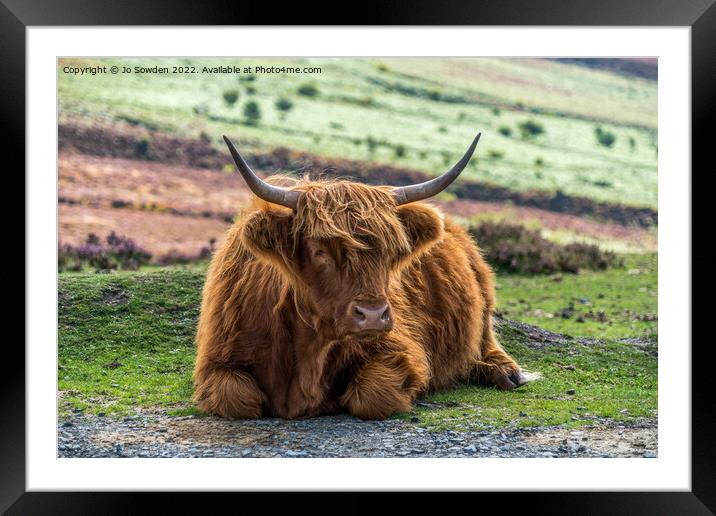 Highland Cow Framed Mounted Print by Jo Sowden