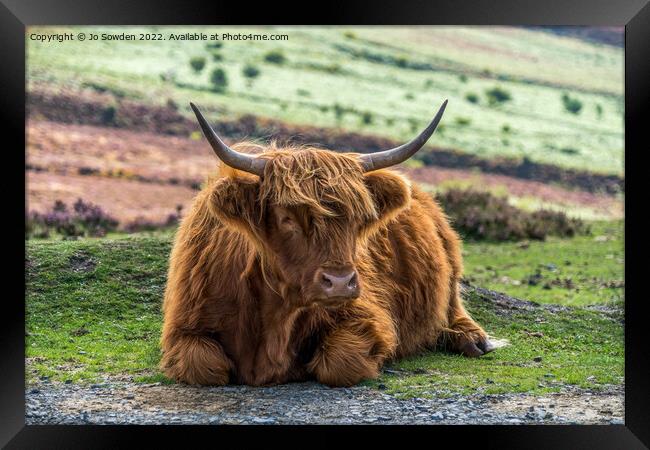 Highland Cow Framed Print by Jo Sowden