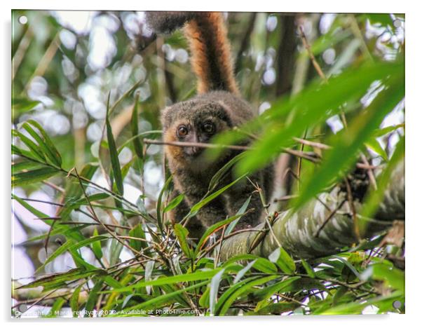 Golden Bamboo Lemur Acrylic by Margaret Ryan