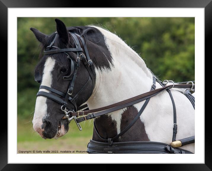 Horse with dual control harness Framed Mounted Print by Sally Wallis