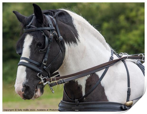 Horse with dual control harness Print by Sally Wallis