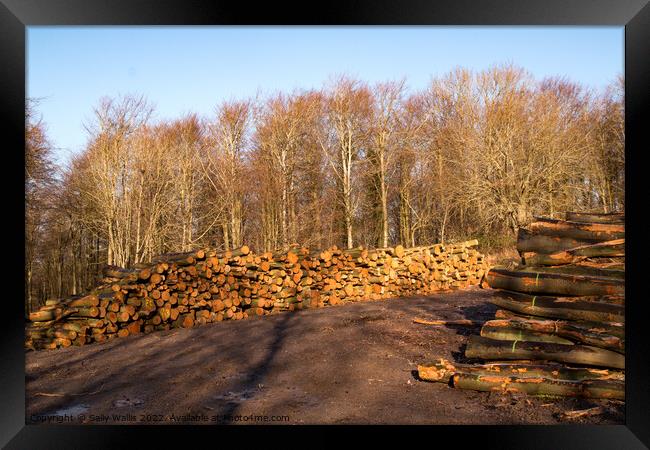 Piles of logs Framed Print by Sally Wallis