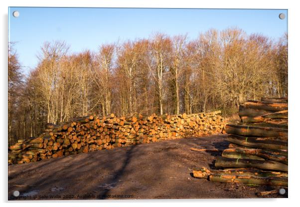 Piles of logs Acrylic by Sally Wallis