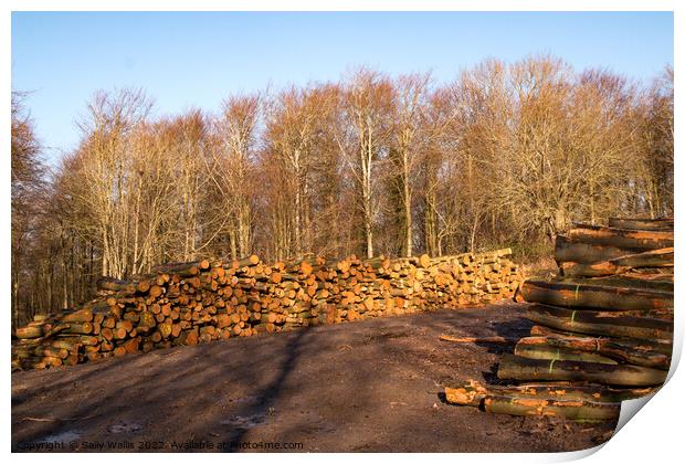 Piles of logs Print by Sally Wallis