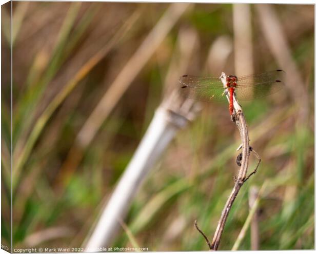 Red Dragonfly Canvas Print by Mark Ward